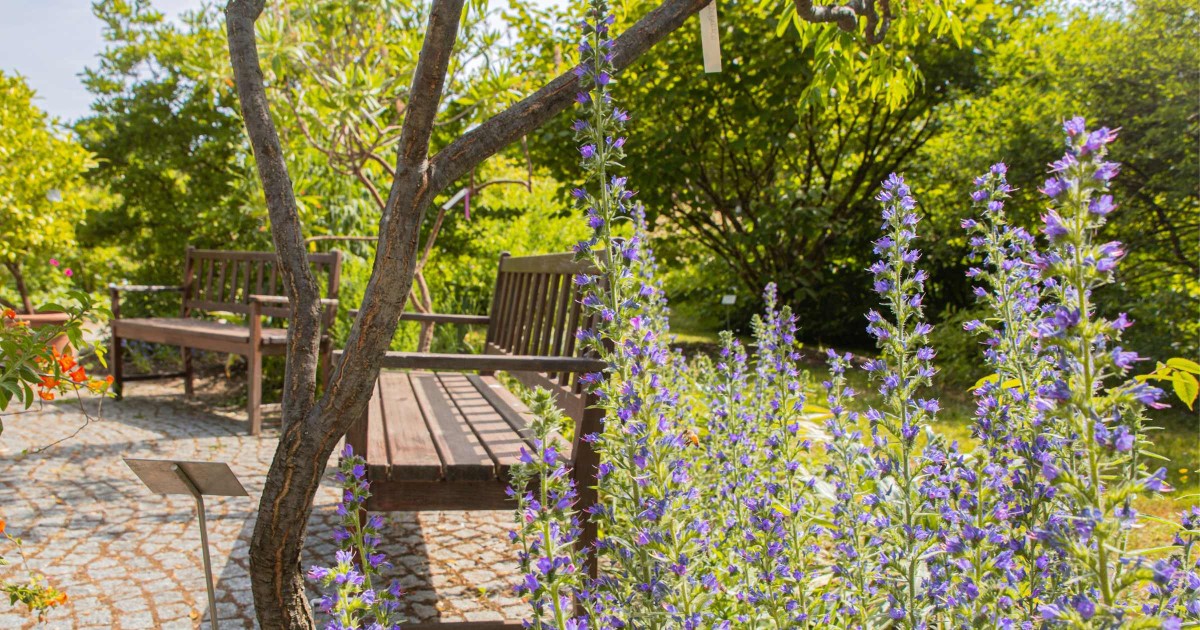 Botanischer Garten Salzburg © Silja Parke - Wilde Möhre Blog